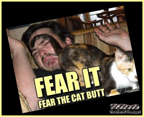 Fear the cat butt funny cat meme - Funny Monday balderdash @PMSLweb.com