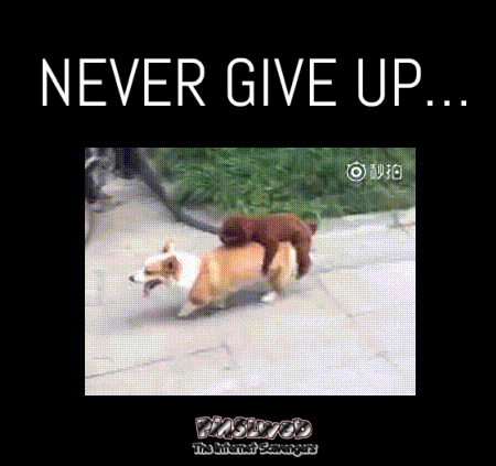 Never give up funny dog gif - Funny Wednesday madness @PMSLweb.com