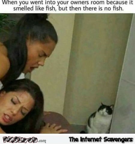 When your owner's room smelled like fish funny adult meme @PMSLweb.com
