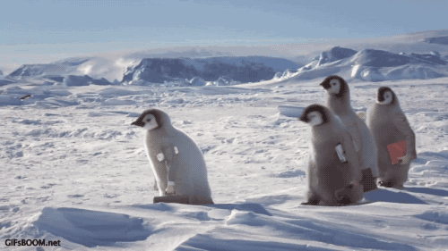 Penguins off to work funny gif @PMSLweb.com