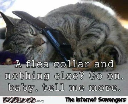 Horny cat on the phone funny meme @PMSLweb.com