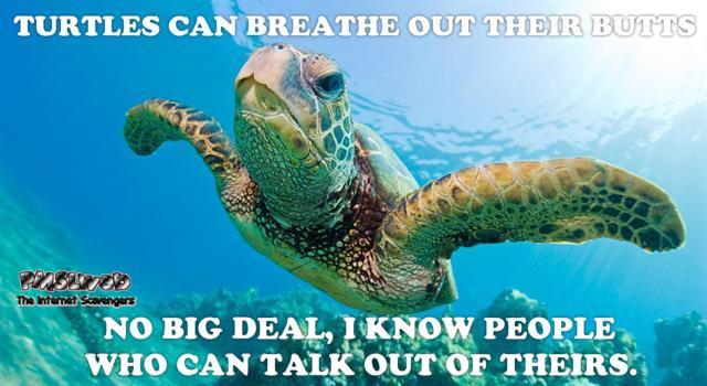 Turtles can breathe out their butts sarcastic humor