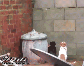 Grabbing the pussy like a boss funny cat gif