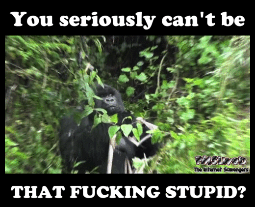 You can't be that fucking stupid sarcastic gif - Hilarious sarcastic pictures @PMSLweb.com