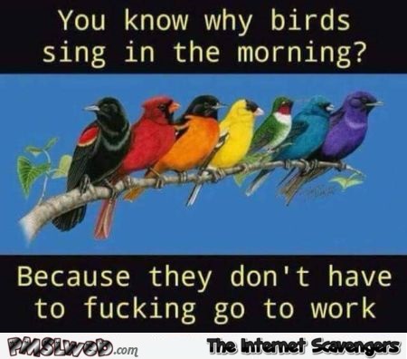 You know why birds sing in the morning sarcastic humor @PMSLweb.com