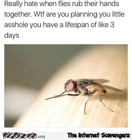 I hate when flies rub their hands together funny meme @PMSLweb.com