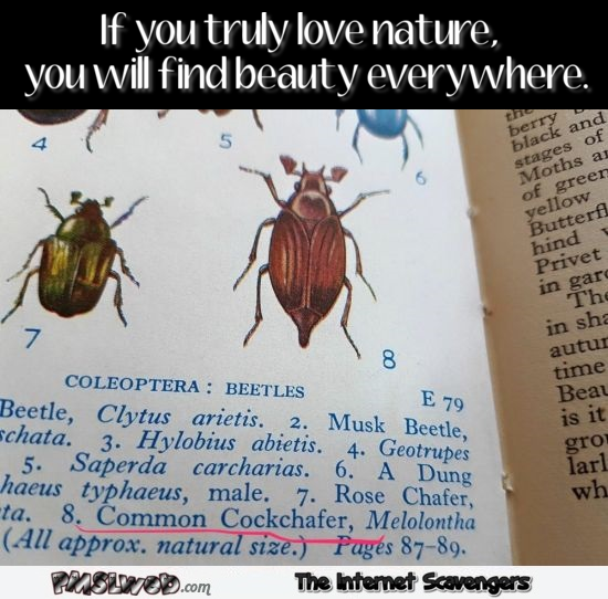 Hilarious beetle name funny meme @PMSLweb.com