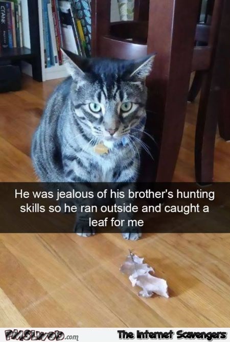 Cat jealous of his brother's hunting skills funny meme - Tuesday silliness @PMSLweb.com