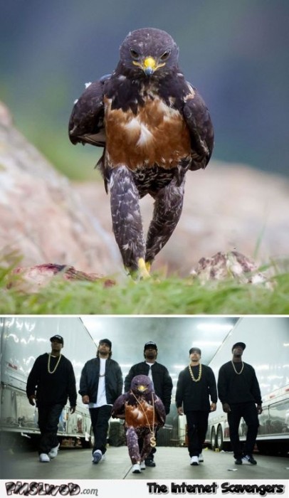 Funny gangsta bird photoshop
