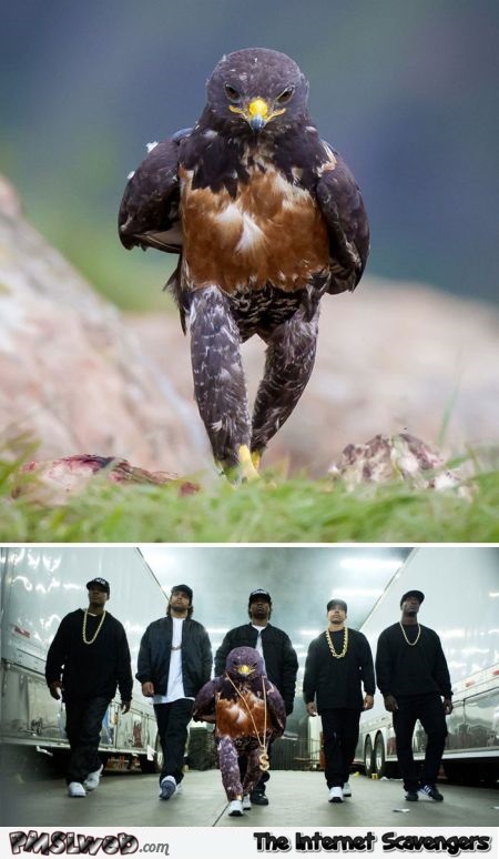 Funny gangsta bird photoshop - Funny Friday guffaws @PMSLweb.com