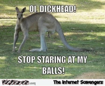 Stop looking at my balls funny kangaroo meme @PMSLweb.com