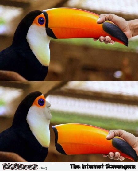 When you take his beak off a toucan humor @PMSLweb.com