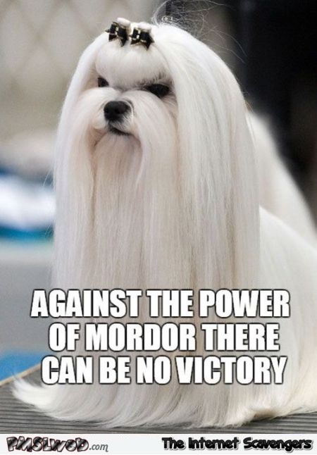 Funny Saruman dog meme @PMSLweb.com