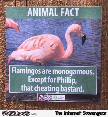 Flamingos are monogamous sarcastic humor @PMSLweb.com