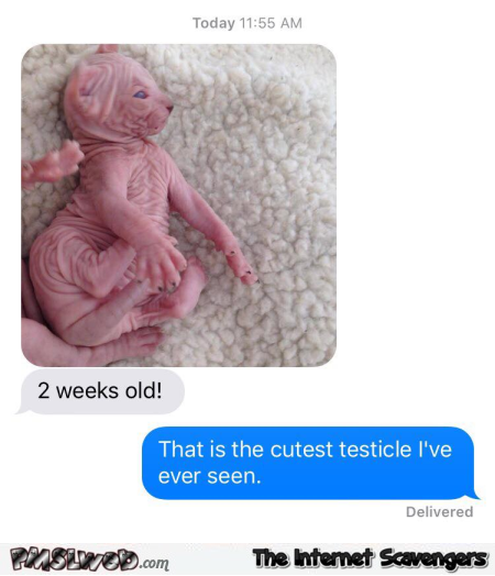 The cutest testicle I've ever seen funny comment @PMSLweb.com