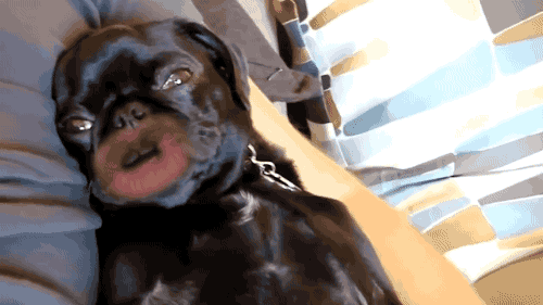 Funny dog with human mouth 2 gif @PMSLweb.com