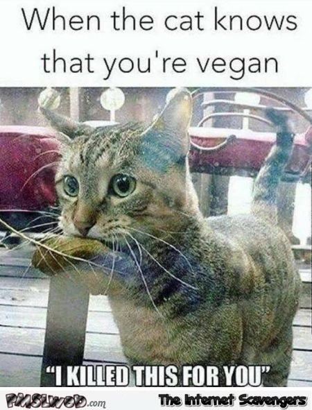 When your cat knows you're a vegan funny meme - Hilarious TGIF nonsense @PMSLweb.com