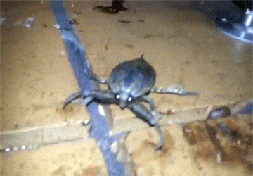 Flying bug jumping at you funny gif - LOL memes and Pics @PMSLweb.com