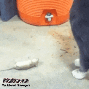 Mouse plays dead funny gif - Wednesday You laugh you lose @PMSLweb.com
