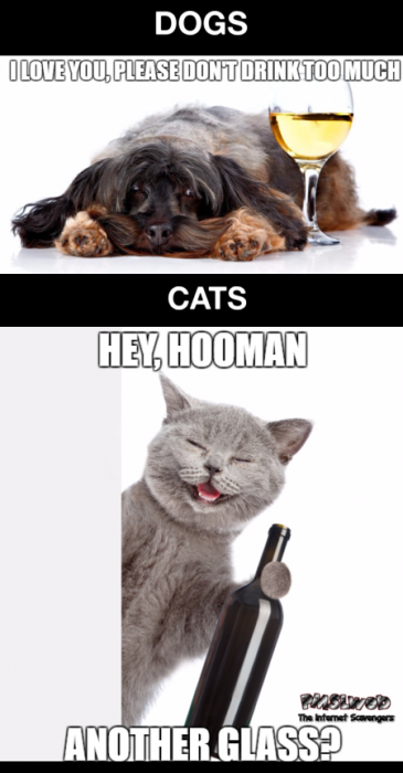 Dogs versus cats when you drink funny meme