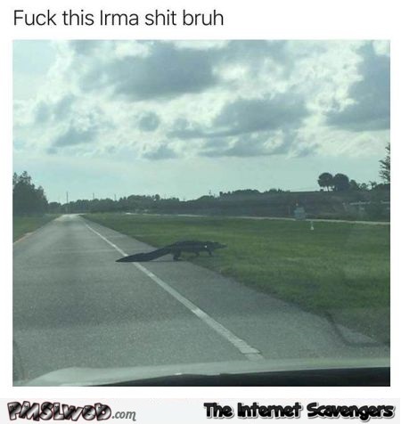 Alligator escaping hurricane Irma funny meme @PMSLweb.com