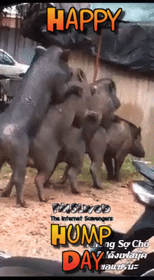 Pigs humping funny Happy Hump day gif @PMSLweb.com