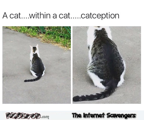 Funny catception meme @PMSLweb.com