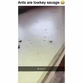 Ants are lowkey savage funny gif @PMSLweb.com