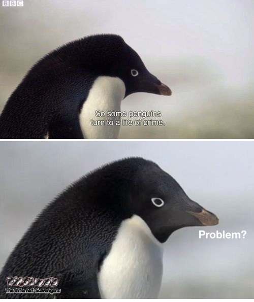 Funny criminal penguin meme