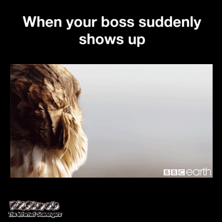  When your boss suddenly shows up funny gif - Amusing Internet pictures @PMSLweb.com