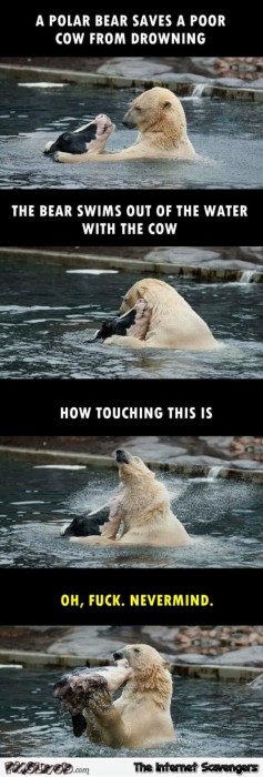 A polar bear saves a poor cow from drowning funny inappropriate meme