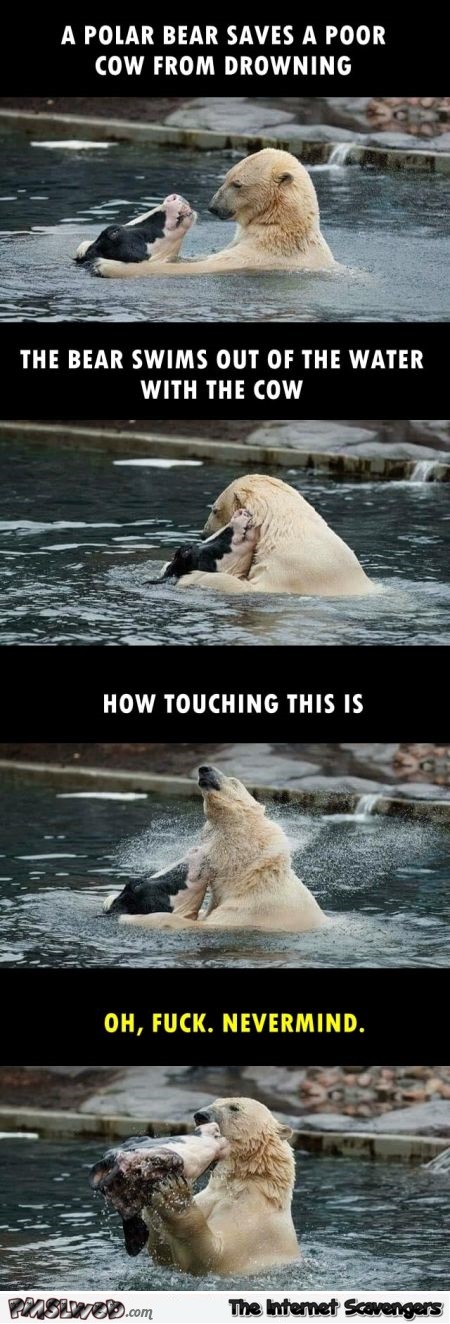A polar bear saves a poor cow from drowning funny inappropriate meme @PMSLweb.com