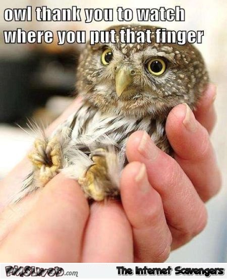 Watch where you put that finger funny owl meme @PMSLweb.com
