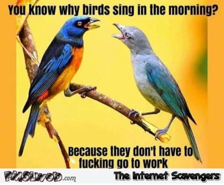 Why do birds sing in the morning funny sarcastic meme @PMSLweb.com