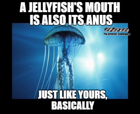 A jellyfish's mouth is also its anus funny sarcastic meme