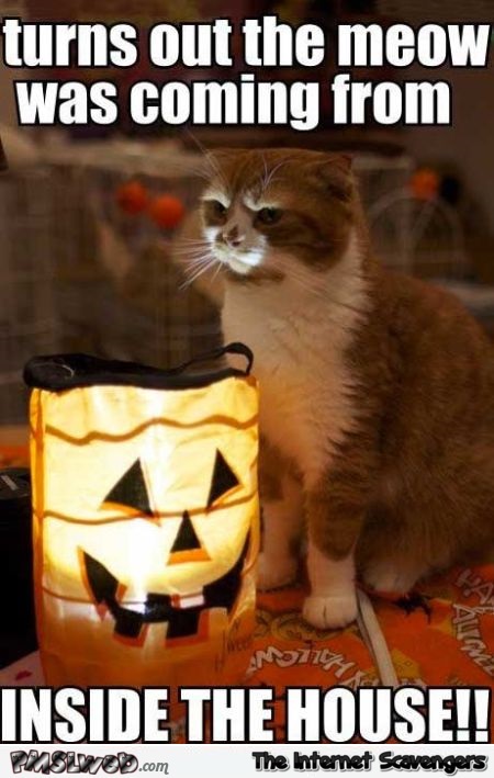 Cat telling a Halloween story funny meme @PMSLweb.com