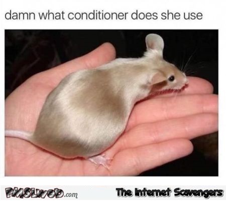 What conditioner does this mouse use funny meme @PMSLweb.com