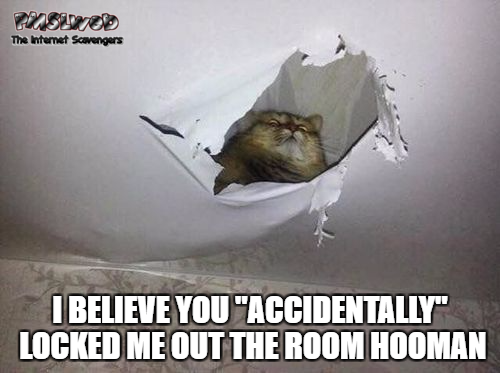 When you accidentally lock your cat out the room funny meme @PMSLweb.com