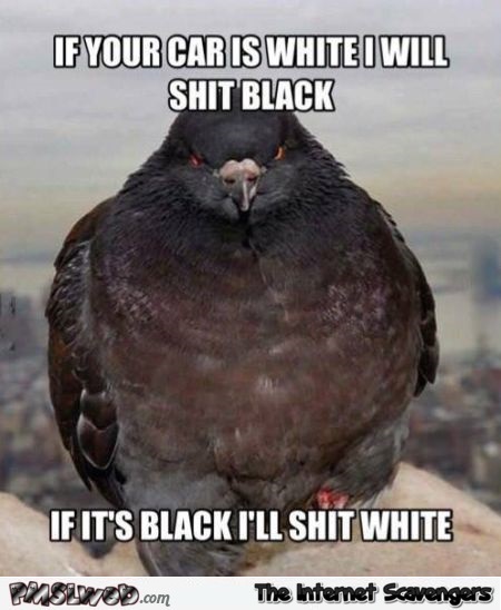 Funny sarcastic shitting pigeon meme @PMSLweb.com