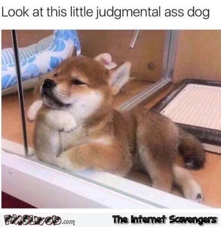 Look at this judgmental ass dog funny meme - Friday funnies @PMSLweb.com