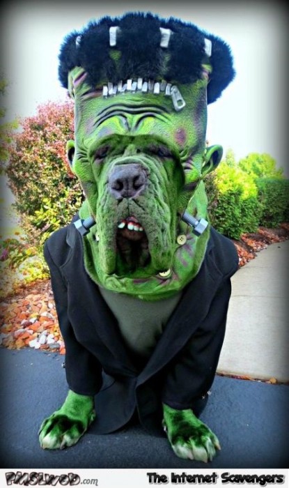 Funny Halloween Frankenstein monster dog costume