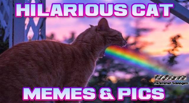 Hilarious cat memes and pics @PMSLweb.com