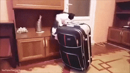 Clumsy black and white cats funny gif @PMSLweb.com