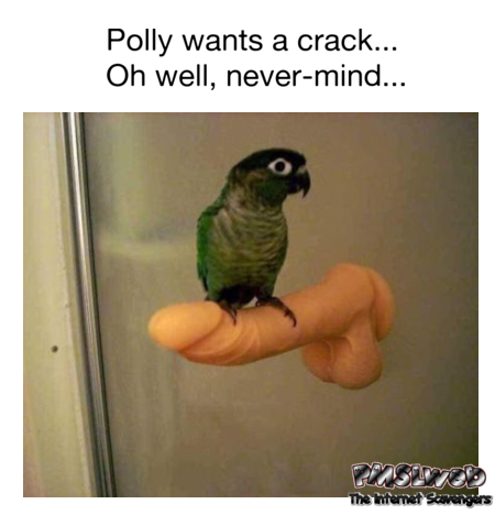 Polly wants a crack funny adult meme @PMSLweb.com