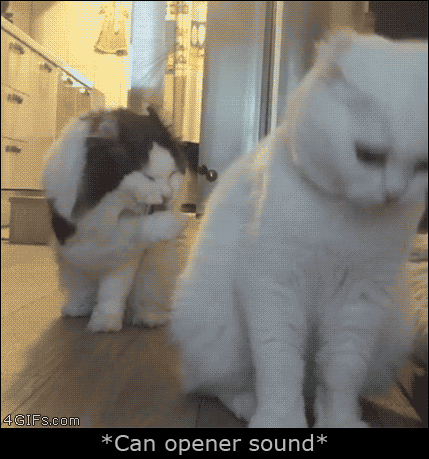 Cats hearing the can opener funny gif @PMSLweb.com