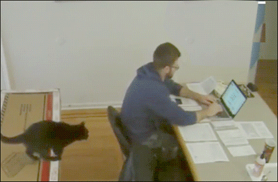 Funny cat jumping onto desk fail @PMSLweb.com