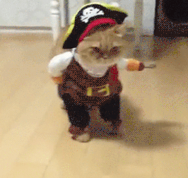 Cat in pirate costume funny gif @PMSLweb.com