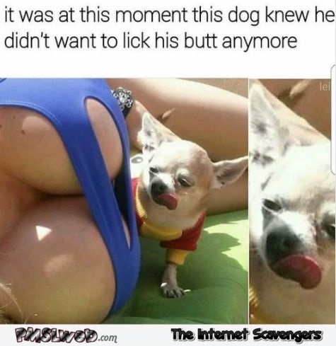 The moment the dog knew that he didn't want to lick his butt anymore funny meme @PMSLweb.com