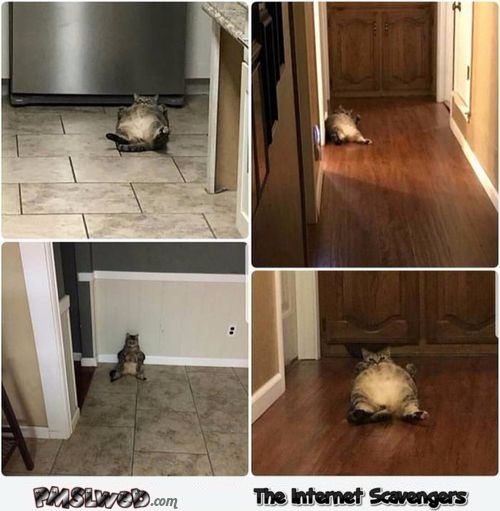 Funny fat cat throughout the house meme @PMSLweb.com