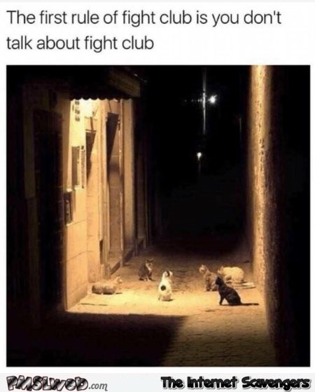  The first rule of fight club cat meme @PMSLweb.com